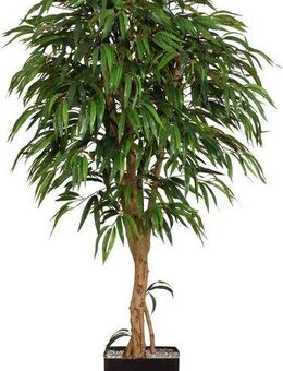 Kunstpflanze Weeping-Ficus, Creativ green, Höhe 180 cm