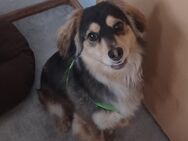 Max, a.d.Tierschutz, tolles Kerlchen sucht Happy-Home - Boxberg (Oberlausitz)
