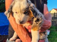 Australian Shepherd Welpen - Hötensleben