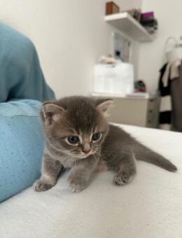BKH Kitten - Berlin Spandau