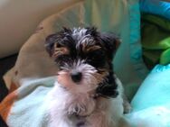 Yorkie Terrier Welpe - Elmstein