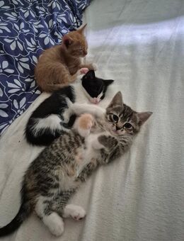 Baby Kitten BKH EKH Mix - Hattingen