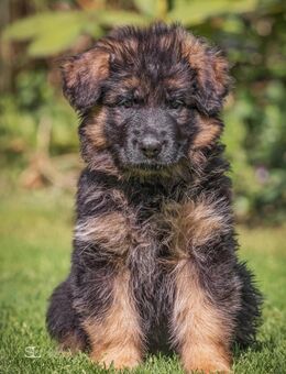 Schäferhund Welpen Hündinnen - Herzogenrath