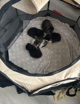 💖 Liebevolle Britisch-Kurzhaar-Kitten abzugeben 💖 - Waltrop