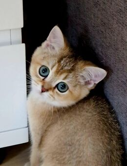 BKH und BLH Kitten Reinrassig mit Stammbaum - Wiesbaden Erbenheim