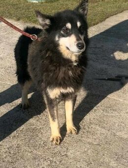 AiSLiNN ❤️ ein kleiner Husky-Mix-Bub - Mylau
