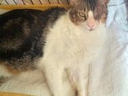 Misiko-Handycap-Schmusekater sucht Zukun - Bad Camberg