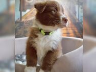 Australian Shepherd Welpen ASCA - Jungs