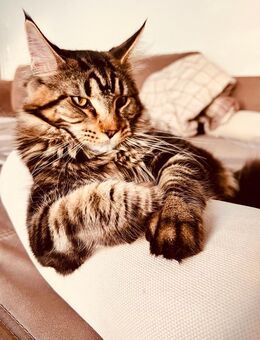 Reinrassiger Maine Coon Deckkater - Aschaffenburg Zentrum