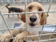 Willi ... aus der Hundehölle befreit - Grevenbroich