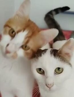 💛Unzertrennliches Duo Kevin & Julie💛 - Eislingen (Fils)