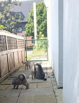 Katzenkitten zuverkaufen - Oberhausen
