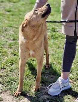 Freundliche SILVI sucht IHRE Menschen ♥️ - München