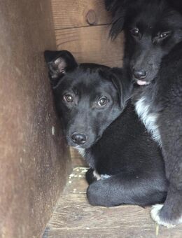 Lola LM - Ein schüchternes Seelchen - Neustadt (Rübenberge)