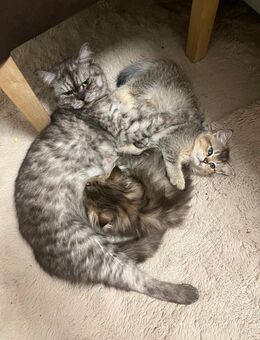 2 Bkh und blh Babys in Choco golden Ticked tabby Mega verschmust ab sofort - Gelsenkirchen
