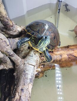 Wasserschildkröten abzugeben - Elz