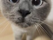 Katze BKH/Heilige Birma Mix - Allmendingen