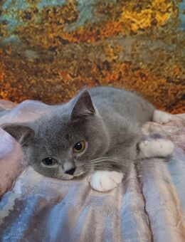 Reinrassige Bkh Kitten - Wasserburg (Inn) Zentrum
