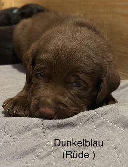 Labrador Welpen - Bunde