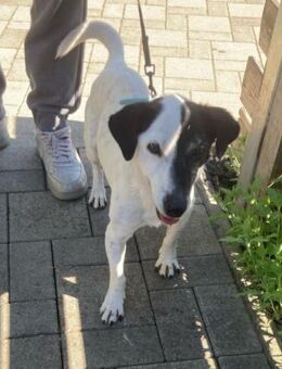 ZIGGY sucht Rentenplatz, ist Topfit! - Gelnhausen