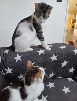Fluffy sucht mit Paco weiches Körbchen - Margetshöchheim