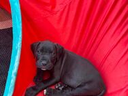 Cane Corso Welpen - Augsburg