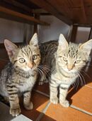 Bengal Kitten Kätzchen 2 Jungs in 84547