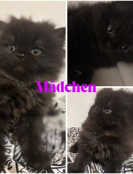 Reinrassige Perser Kitten - Langenselbold Zentrum