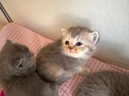 Bkh Kurzhaar Babys - Winnweiler