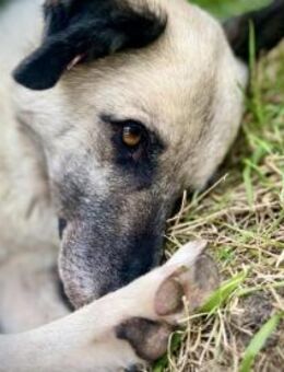 RICHIE - muss er zurück auf die Straße? - Sulzbach-Laufen