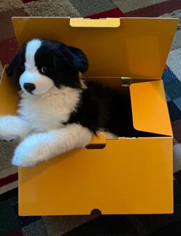 Suche liebesvolles Zuhause ! - Uetze