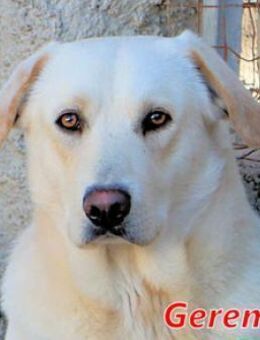 GEREMIA - einfach ein toller Kerl - Regensburg