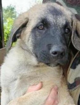 Treue Seele Tano ist bereit für die Welt - München