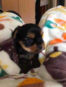 Yorkshire Terrier Welpen baby verkaufen - Altomünster