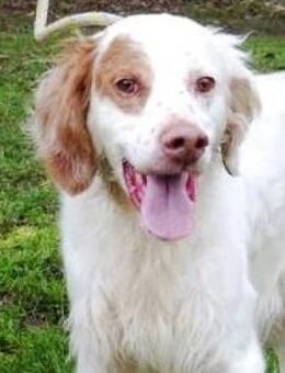 LEMON - sucht aktive Familie...... - Kempen