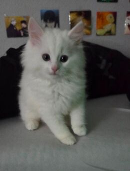 Babykater 12 Wochen Alt - Berlin