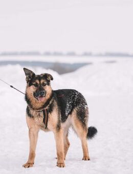Melanie sucht ein ruhiges Zuhause - Süderholz