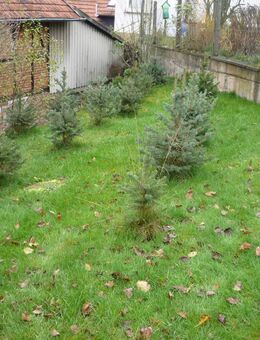 Weihnachtsbäume/Dekobäume ab 10,-€ - Burghaun