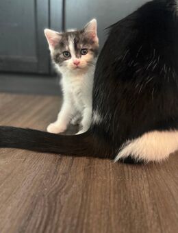 BKH MIX Babykatzen - Kitten - Katzen - Köln