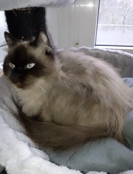 Schöne Color Point Perserdame in liebe Hände abzugeben - Troisdorf