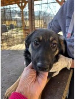 Leila - Pflegestelle oder Zuhause gesuch - Oberwies