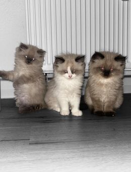 Ragdoll Kitten - Arnstadt