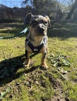 Bluemerle Chihuahua/Pudelmix Harry# - Essen