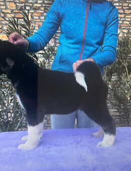 American Akita welpen mit FCI pedigree - Karlsruhe