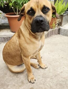 Zuhause mit Herz gesucht: Für unsere sensible Boerboel-Hündin (10 Monate) - Rudolstadt