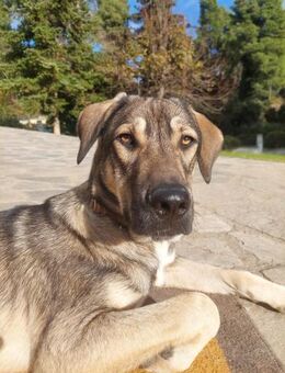 Cooper - gemütlich und freundlich - Heppenheim (Bergstraße)