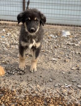 Clover - ein Blick zum dahinschmelzen - Celle