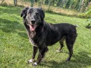 Tascha❤️ ganz liebe Fellnase - Sindelfingen