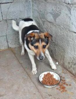 Leo 3, sucht einen Gnadenplatz - Bonndorf (Schwarzwald)