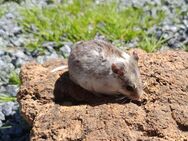 junge chinesische Streifenhamster kletterfreudiger Hamster Zwerghamster - Neustadt (Sachsen) Hohwald